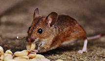 24 Hour & Emergency Exterminators in River Heights, UT